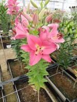 [4597 VZ W06 0496-01 Mundana No01.JPG]